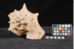Foto (Seitenansicht) von Trinkgefäß (NHMW-ZOO-MO-0081100-ETH-127)